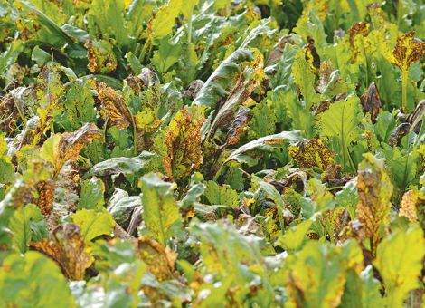Cercospora bleibt Krankheit Nummer eins