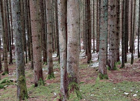 Abschied vom Wald als Sparkasse?