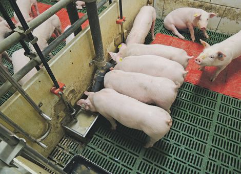 Schweinemast mit Nebenprodukten?
