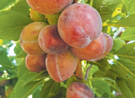 Hitzeschäden in Obst führen zu Verlusten