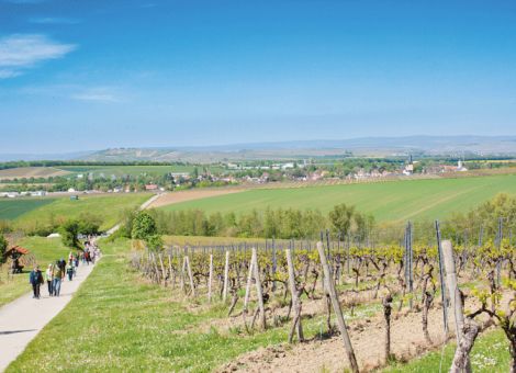 Fünf neue Hiwweltouren in Rheinhessen