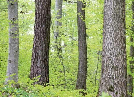 Mischwälder als präventive Strategie gegen Waldschäden