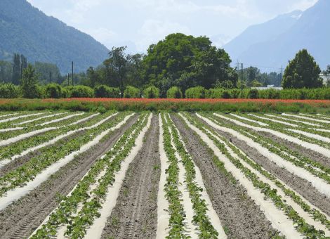 Schweizer Bioerdbeeren auch noch bis in den Juli