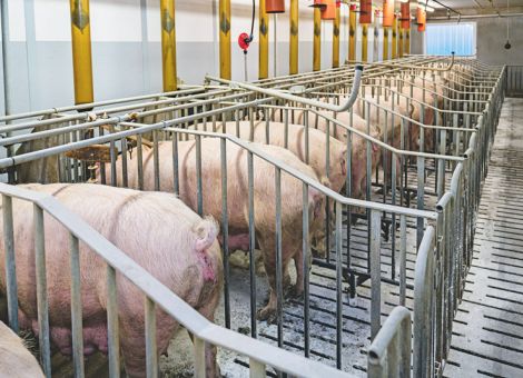Kommission will Tierwohl EU-weit angleichen