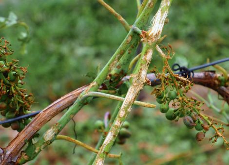 Massiver Hagelschlag in Teilen der Südpfalz
