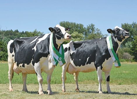 Top-Kühe bei Südwest-Rinderschau in Webenheim