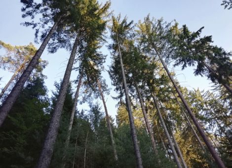 Gut für die Borkenkäfer – schlecht für die Bäume