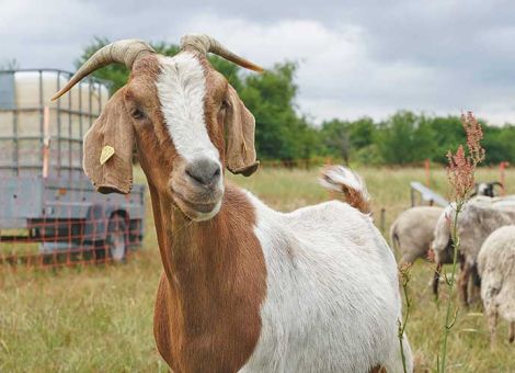Die Pest der kleinen Wiederkäuer