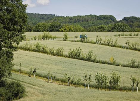 Anbau vielfältiger Kulturen in puncto Fläche vorne