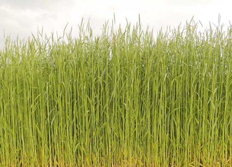 Standortverhältnisse bei der Anbauplanung beachten