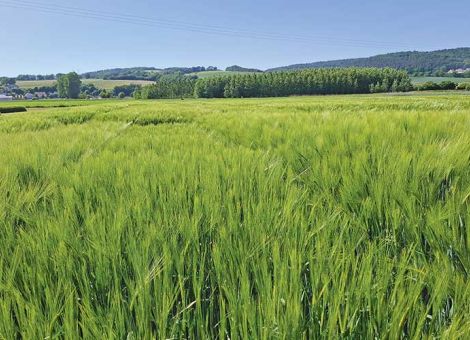 Futtergerste punktet bei Trockenheit und Sommerhitze