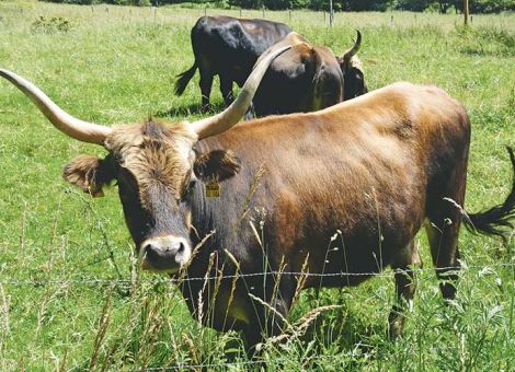 Nachhaltige Milch- und Fleischproduktion