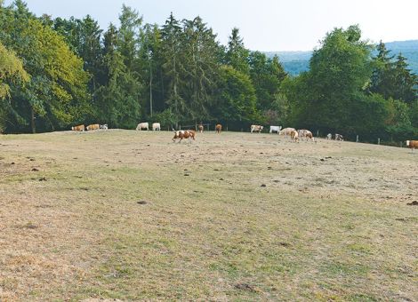 Das Beste aus dem Grünland rausholen