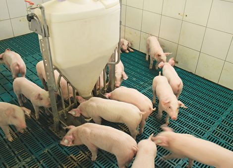 Höchste Zunahmen von Ferkeln in großen Gruppen  