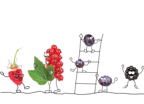 Von Hirschkuhbeeren und anderen Früchten