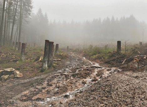 Wasser im Wald zurückhalten und speichern