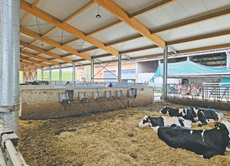 Hitzestress bei Kühen: Reichen Ventilatoren aus? 