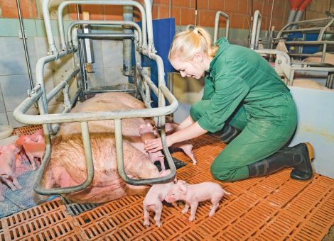 Streptokokken in die Schranken weisen