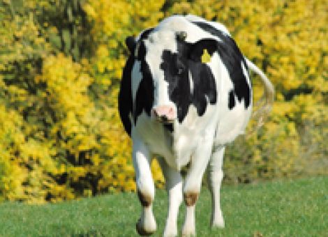 Milcherzeugerpreise ziehen langsam an