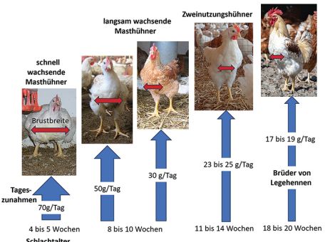 Arteigenes Verhalten bei Masthühnern fördern
