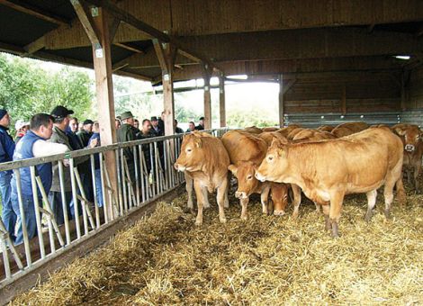 Hessische Limousinzüchter bei Zuchtbetrieben in NRW