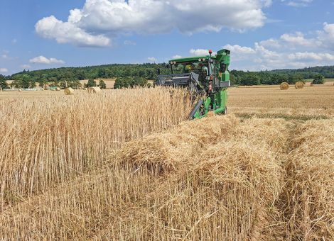 Hybridsorten mit merklichem Ertragsvorteil