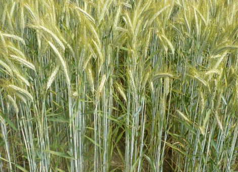 Öko-Wintertriticale zeigt hohe Anbausicherheit