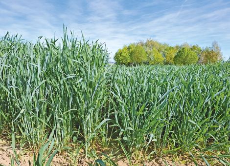 Guter Ertrag trotz Sommertrockenheit