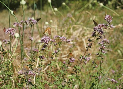 Wilde Blütenpflanzen, die Insekten Nahrung bieten
