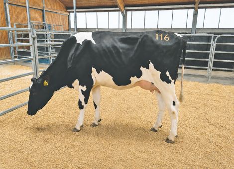 Qualität und Quantität stimmig bei der Auktion in Alsfeld