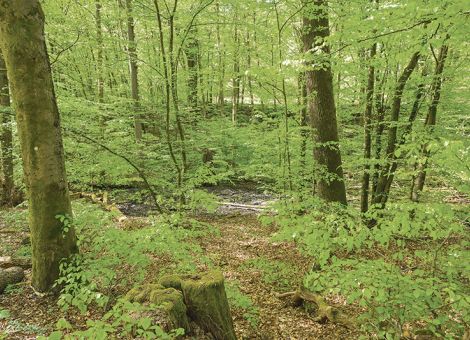 Naturwiederherstellung an Realitäten anpassen