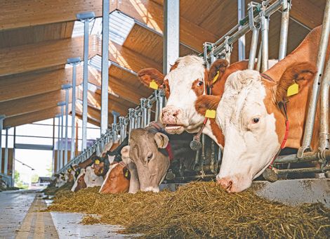 Auf den Mutterkorngehalt im Getreide achten