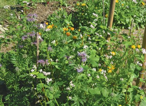 Lebendige Mulchdecke im Gartenbeet