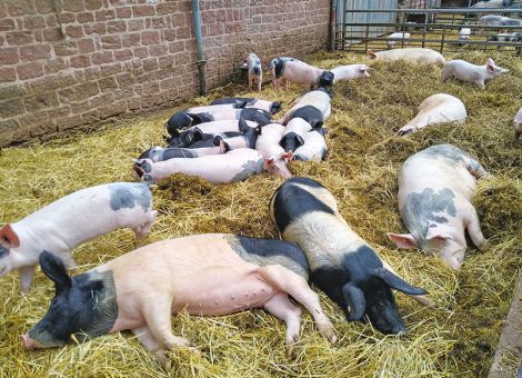 Mutterkühe, Mastochsen und Schweine im Pfälzer Wald