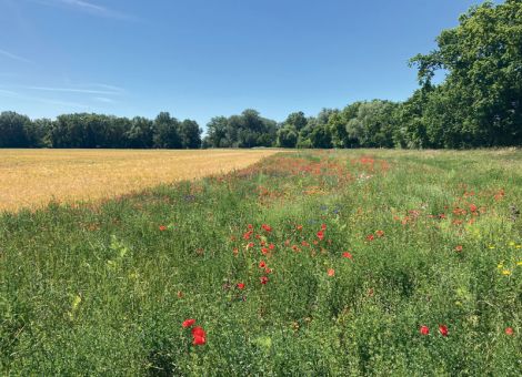Wie lassen sich Landwirtschaft und Naturschutz verbinden? 