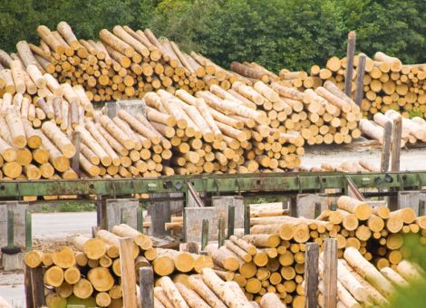 Die Rundholzpreise sind weiterhin hoch