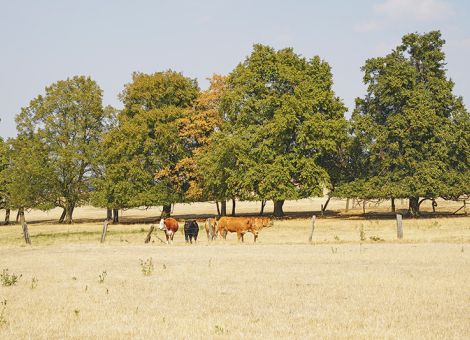 Dürre-Sommer sind keine Ausnahmen mehr
