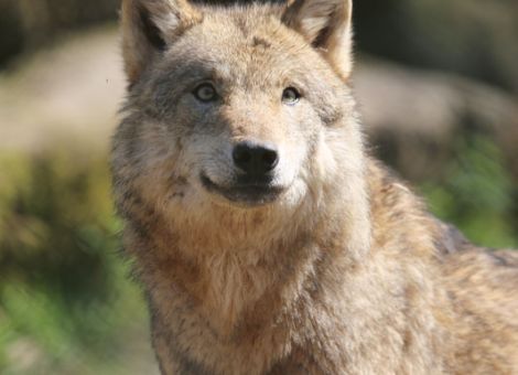 Viele Tierrisse durch Wolf – Gericht genehmigt Abschuss