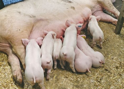 Erfolg im Abferkelstall sichern 