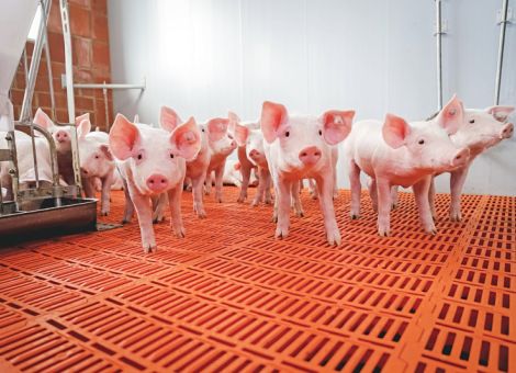Ergänzer mit Eipulver in der Ferkelaufzucht einsetzen?