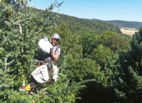 Kletternd zur nächsten Waldgeneration