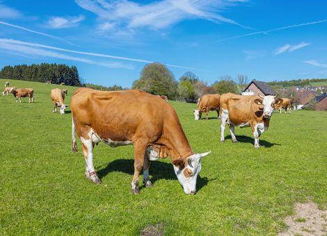 Temporäre Ausnahmen von der Weidepflicht vorgesehen