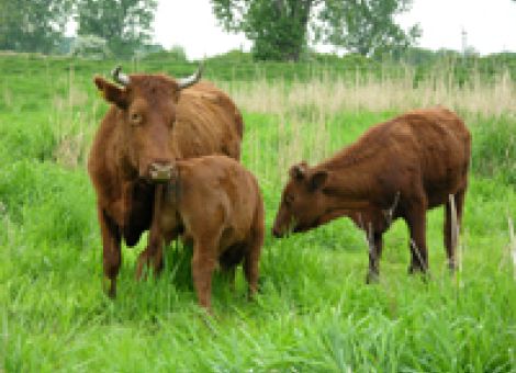 Vollweide für Milchvieh, Mutterkühe, Biogas