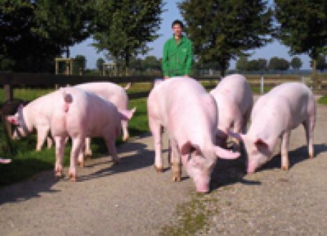 Starker Strukturwandel bei den Schweineerzeugern
