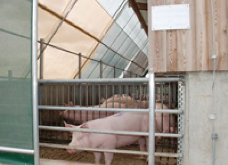 Hier wird Schweinehaltung auf Herz und Nieren geprüft