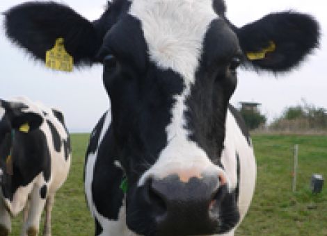 Grünlandmilchprogramm – Nachweis nicht vergessen!