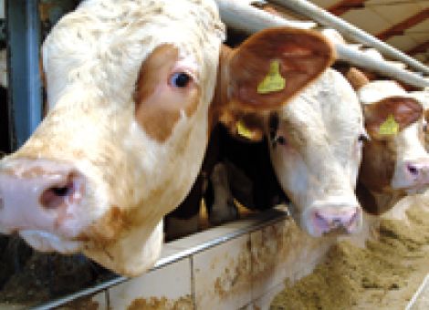 Höhere Bullenpreise für März prognostiziert