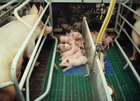 Schweinehaltung steht vor großen Herausforderungen