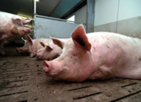Tragenden Sauen nicht zu viel Calcium füttern