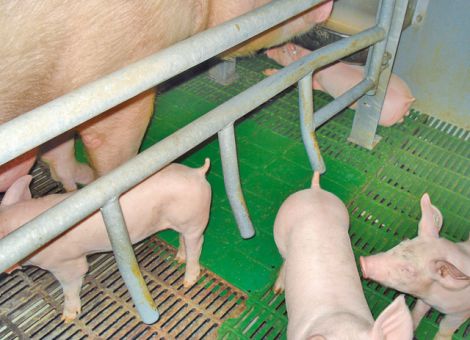 Sauen auf die Schulter geschaut